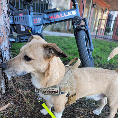 Rediscovering Freedom: Aaron's Journey with Wallke eBike